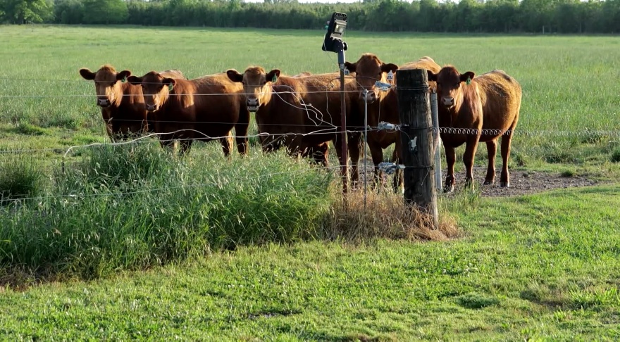 Beef cattle standing behind a fence in pasture.